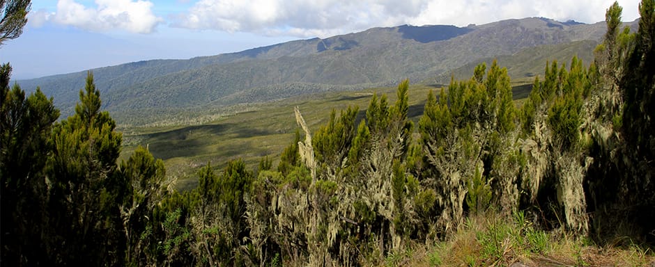 Scrubby moorland vegetation on Mount Kilimanjaro