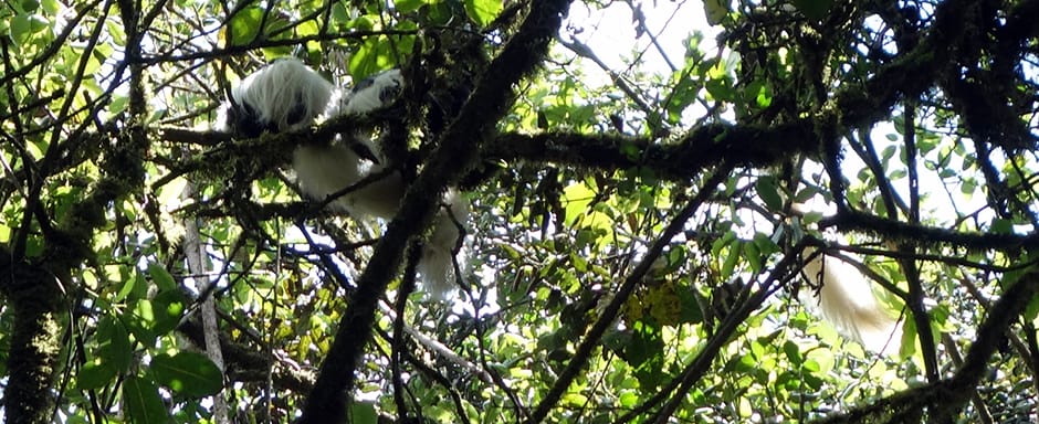 Colobus monkey tails hanging from the tree canopy