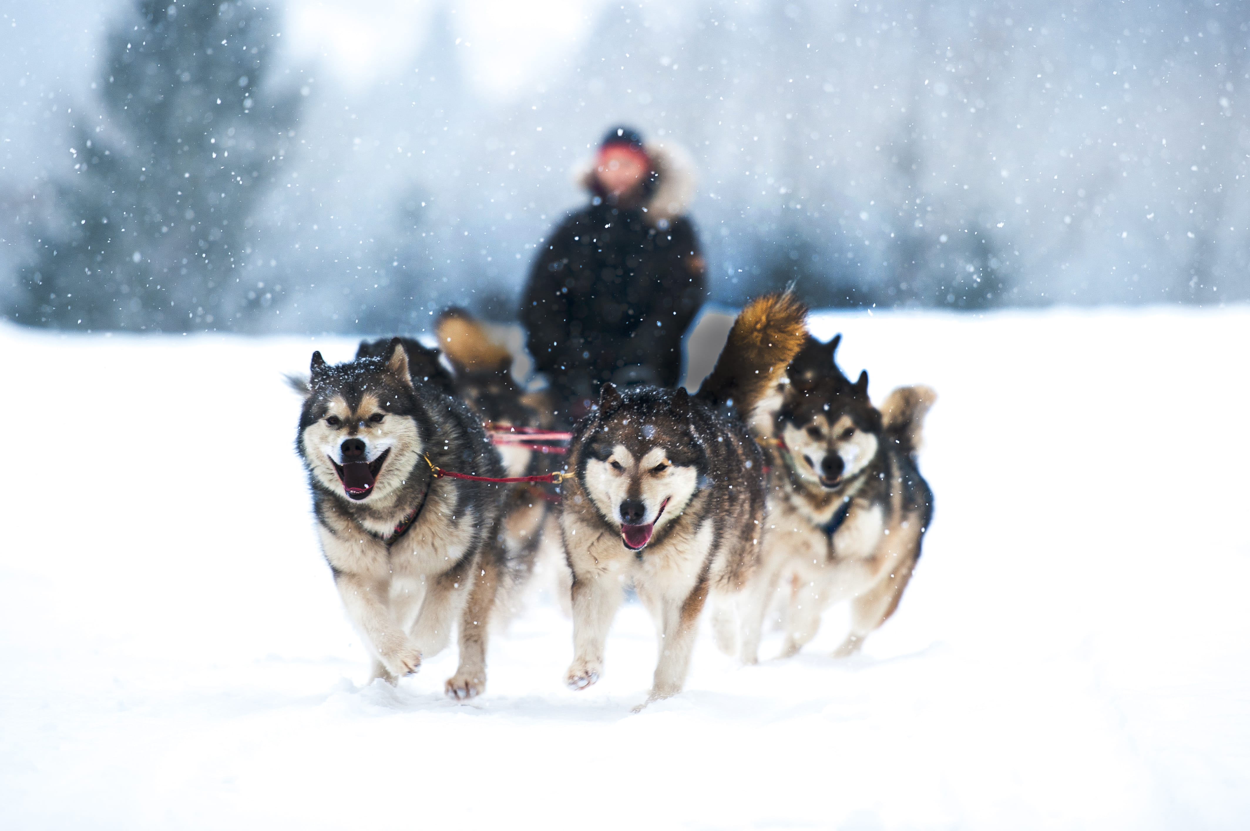 2-RESIZED-dog-sledding-wint-darkened-shutterstock_478700209