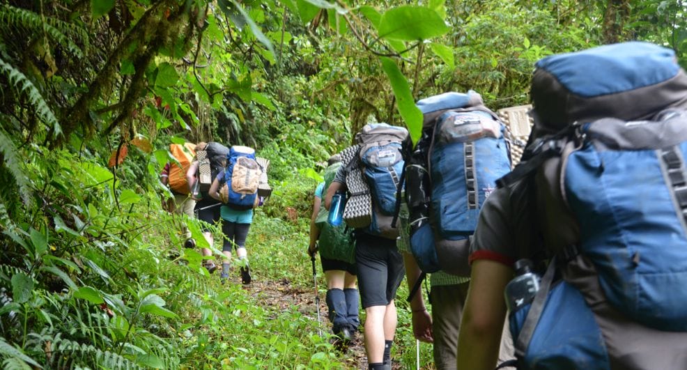 hikers trek into forest