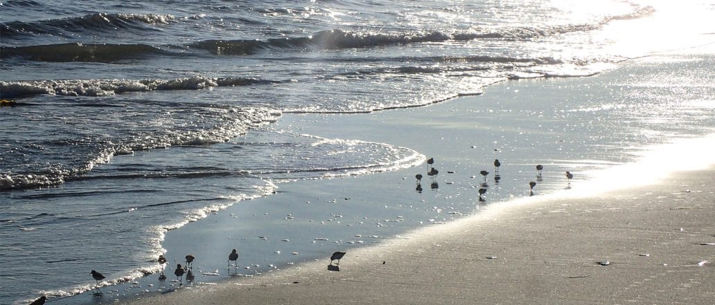 Image of birds on the enchanting sea shore