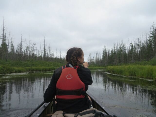girl in canoe paddling a swamp in algonquin