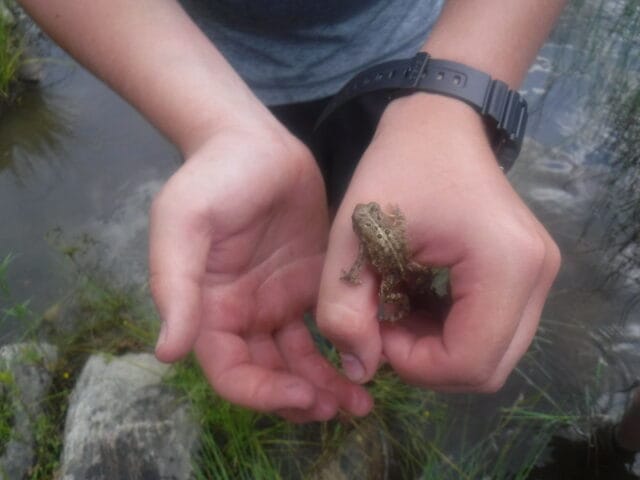 a boy holding a small toad on his hand