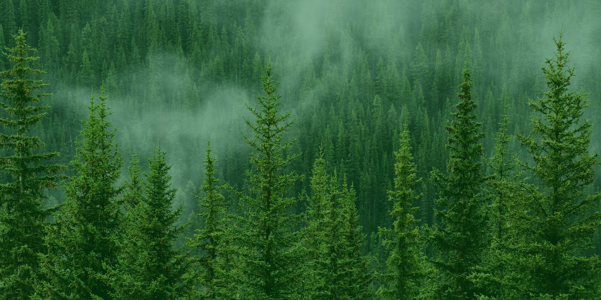 forest with fog
